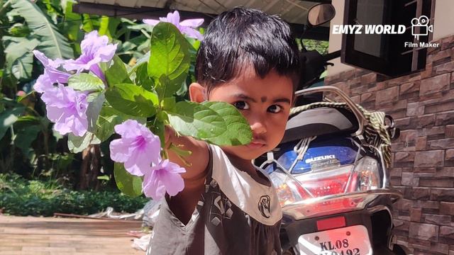 മനോഹരി നീ.. Petunia Flower Beauty | gardening| Love Flowers | petunia care & Propagation смотреть онлайн