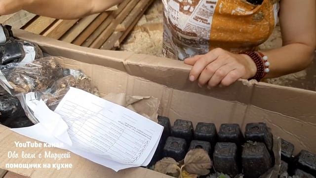 РАСХВАЛЕННЫЙ Garden Wod /БЛОГЕР НЕ ГАРАНТИЯ /САЖЕНЦЫ РОЗ/ КЛУБНИКА смотреть онлайн