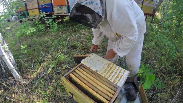 Как получают мёд на пасеке в Челябинске смотреть онлайн