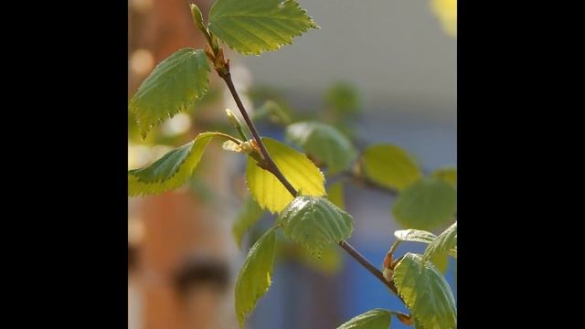 Природа 2017 года! Цветы Деревья Трава! смотреть онлайн