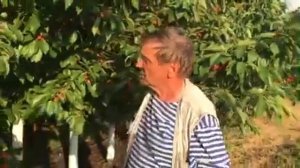 Интенсивные сады черешни . Прибор Коршун.