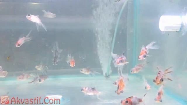 Золотая рыбка - Ситцевый телескоп. Аквариумные рыбки. Аквариумистика. смотреть онлайн