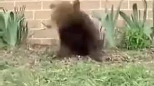 Медведь чихает)) Bear sneezes))