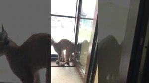 Каракал охотится на хаски