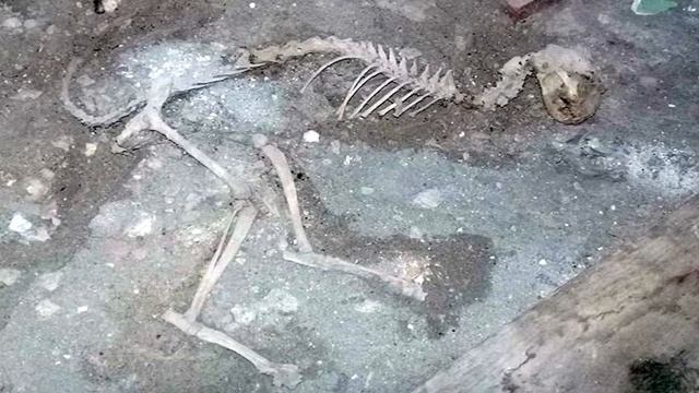 Останки загадочного животного обнаружили в Узбекистане смотреть онлайн