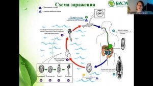 Паразитам - нет! Лекция Н. В. Коротченко