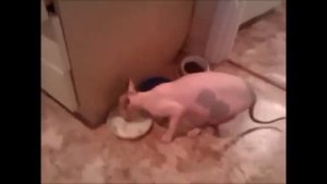 Кот говорит - нормально, люблю курицу!