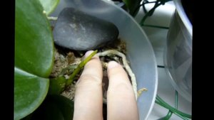 ✅ Подсветка для орхидей. Освещение орхидеи осенью и зимой в домашних условиях. Light for orchids