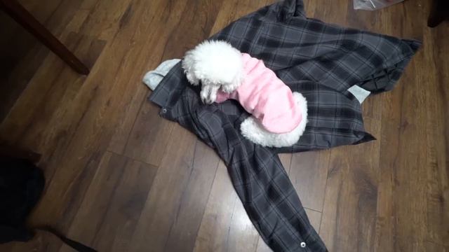 MI PERRA ME ODIA смотреть онлайн