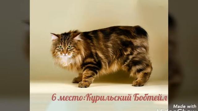 ТОП 10 САМЫХ КРАСИВЫХ КОШЕК В МИРЕ? смотреть онлайн