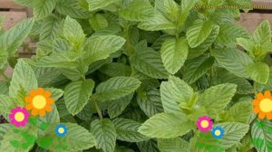 Мята колосистая Вейнмайнц. Краткий обзор, описание характеристик mentha spicata Weinminze