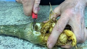 Минус один адениум :( Сгнил каудекс и корни. Зима забрала свою дань. 27 декабря 2023 г.