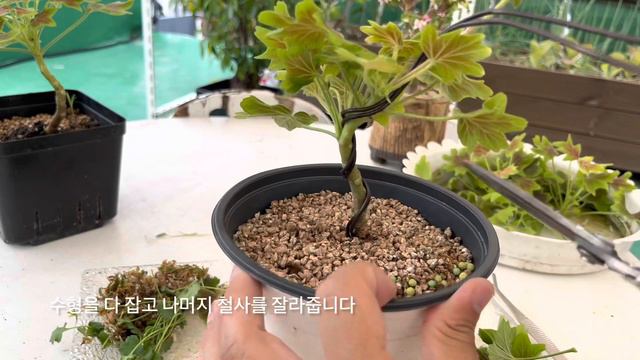여름철 풍성해진 벤쿠버제라늄 가지정리와 외목대로 철사걸이 (Vancouver Centennial Geranium) смотреть онлайн