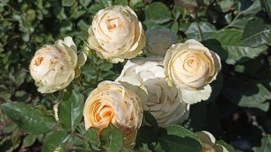447.#Зацветают розочки последней посадки в июне🌹Цветение роз в Подмосковье🌹Мой розовый рай🌹🌹🌹