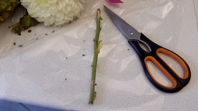 Укоренить черенок хризантемы из букета смотреть онлайн