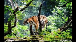 Окружающий мир 1 класс "Животный мир тропического леса"