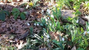 Snowdrop (Galanthus nivalis) - Plant Identification