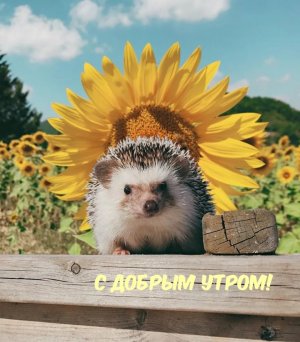 Из жизни ежиков... :)