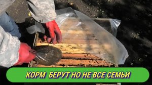 ПЧЁЛЫ ОСЕНЬЮ.ПОДКОРМ ЗАКОНЧЕН ПЧЕЛИННЫХ СЕМЕЙ..mp4