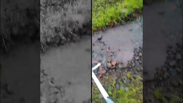 Metal Detector