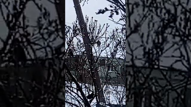 Воробьи на сирени, мои наблюдения из окна. Иначе их невозможно запечатлеть увидев человека улетают. смотреть онлайн