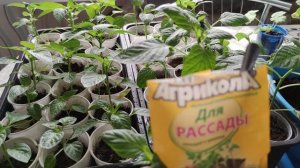 Сделайте обязательно эти два действия с рассадой перцев перед посадкой в грунт