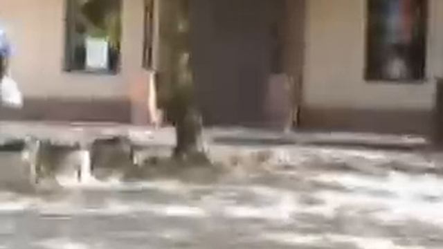 Шохиды в шохиде @ Вибрации зелени (част1)wmv смотреть онлайн