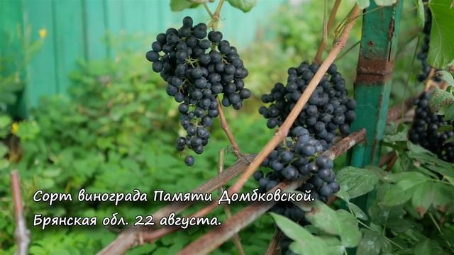 Сорт винограда Памяти Домбковской. ? Описание сорта винограда Памяти Домбковской. смотреть онлайн