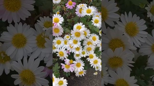 Mexican Fleabane(Erigeron karvinskianus).(Bunga Fleabane Meksiko).?〜