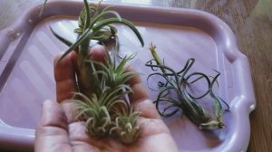 Отделение деток тилландсий