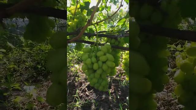 Виноград Лора . смотреть онлайн