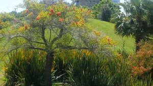 Эритрина - экзотическое дерево.