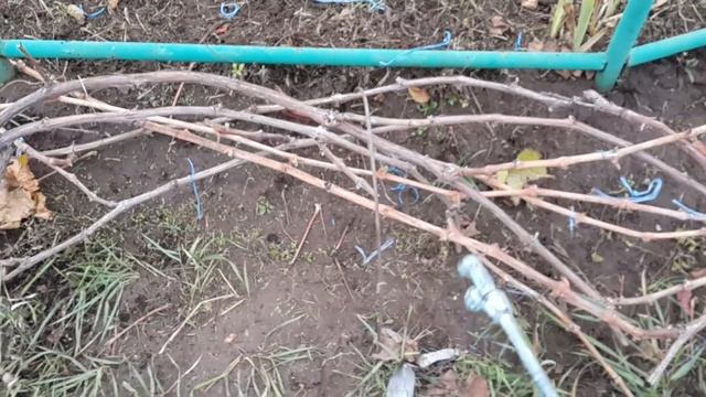 Обработка винограда перед укрытием смотреть онлайн