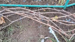 Обработка винограда перед укрытием