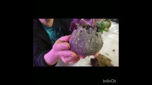 Работаю Джеком-потрошителем! Потрошу кокедамы!