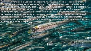 34. Промысловые рыбы. Их использование и охрана. Биология 7 класс.  Краткий пересказ.