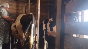 Измеряю тёлочку Калину и бычков.