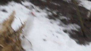 Раскрытие колоновидных яблонь после зимы .