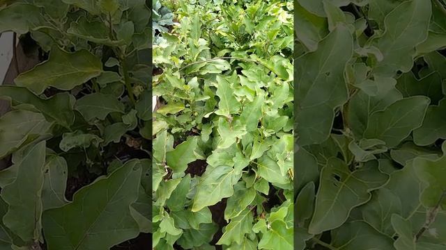 Лучший сорт баклажанов для открытого грунта Алмаз - получаю без особого ухода большой урожай смотреть онлайн