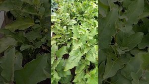 Лучший сорт баклажанов для открытого грунта Алмаз - получаю без особого ухода большой урожай