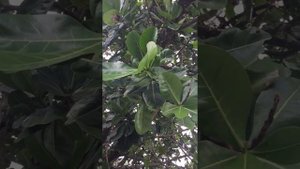 Баррингтония азиатская