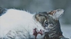 САМАЯ ГРУСТНАЯ ИСТОРИЯ В МИРЕ про умирающава КОТА