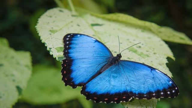 Про Бабочек Детям