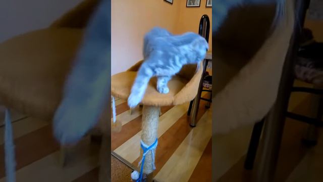 С домиком я всё умею! Как я вам?! мяу / КОШКИН ДОМ