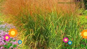 Просо прутьевидное. Краткий обзор, описание характеристик, где купить саженцы panicum virgatum