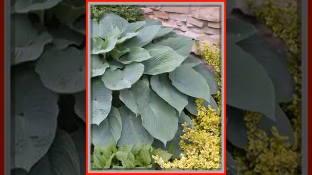 Hosta ogrodowa Blue Mammoth 6861