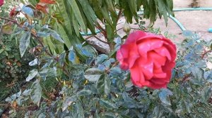 Розы. Последние цветы сезона ч.2