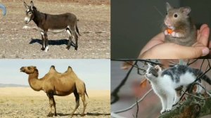 Изучаем животных. Для детей. Лесные, дикие и домашние звери.  Какие звуки издают животные.