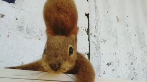 Белка. Интерьерная шерстяная скульптура.