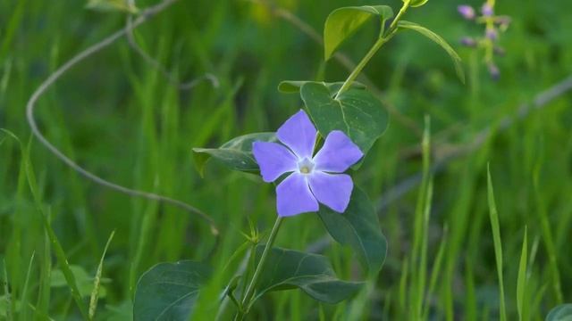 Relax music and flower meadow – for stress relief and regulation, rest смотреть онлайн